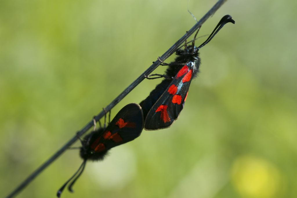 Quale Zigena? Zygaena (Zygaena) oxytropis